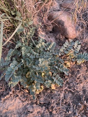 Astragalus iodanthus