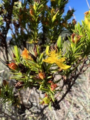 Hypericum juniperinum
