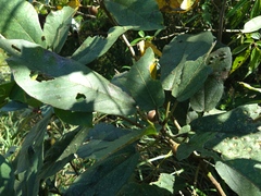 Ficus erecta beecheyana