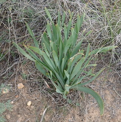Bulbine narcissifolia