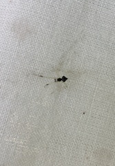Theridula