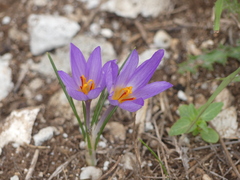 Crocus thomasii