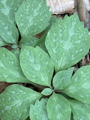 Pachysandra procumbens