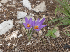 Crocus thomasii