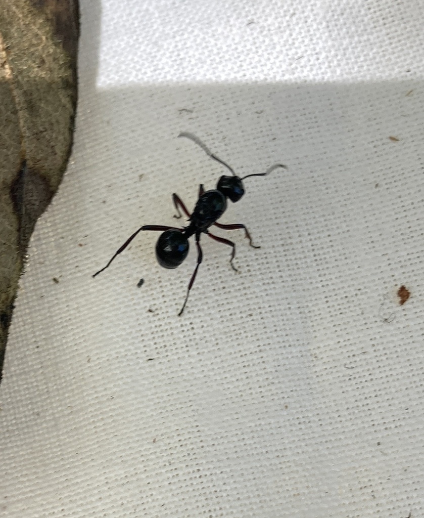 Dome-backed Spiny Ants from Malanda Millaa Millaa Rd, Malanda, QLD, AU ...