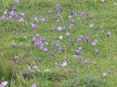 Crocus thomasii
