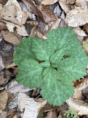 Pachysandra procumbens
