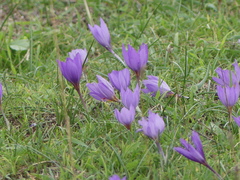 Crocus thomasii