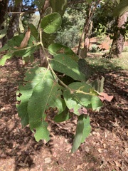 Corymbia