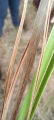 Paspalum maculosum