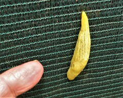 Elisolimax flavescens