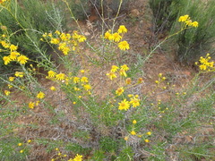 Senecio juniperinus