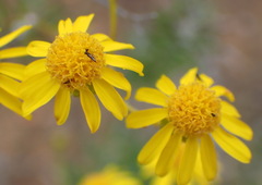 Senecio juniperinus