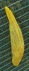 Elisolimax flavescens