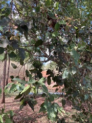 Corymbia