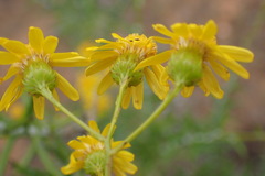 Senecio juniperinus