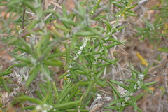 Senecio juniperinus