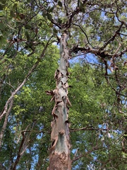 Corymbia