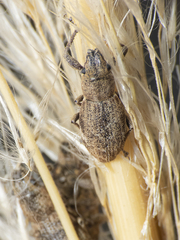 Pantomorus cervinus