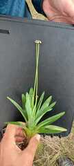Eriocaulaceae