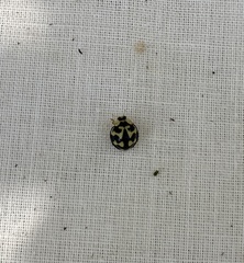 Heterocaria barronensis