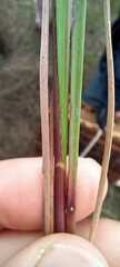 Paspalum maculosum