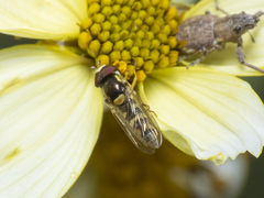 Allograpta hortensis
