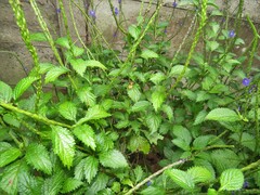 Stachytarpheta cayennensis