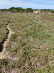 Disphyma crassifolium