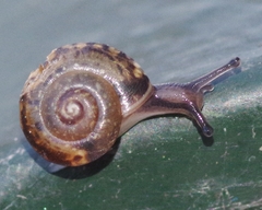 Hygromiidae