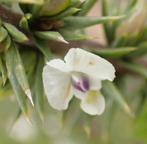 Image of Heathy Purplegorse (Muraltia ericifolia) by (c) Nicola van Berkel, some rights reserved (CC BY-SA)