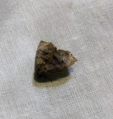 Thalatta fasciosa