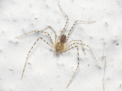 Scytodes globula