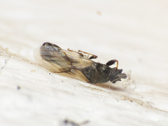 Metopoplax ditomoides