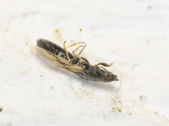 Metopoplax ditomoides