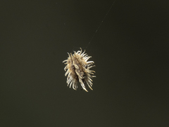 Daucus