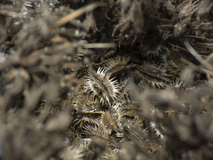 Daucus