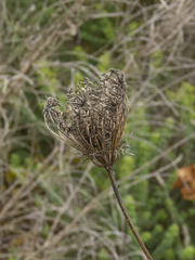 Daucus