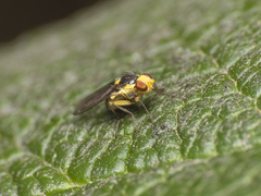 Liriomyza
