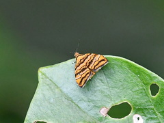 Choreutis