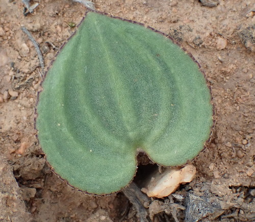 Image of Eriospermum capense by (c) Nicola van Berkel, some rights reserved (CC BY-SA)