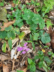 Oxalis debilis