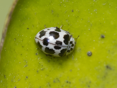 Psyllobora picta