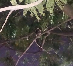 Otus bakkamoena