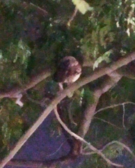 Otus bakkamoena