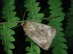 Lycophotia cissigma