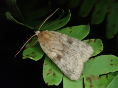 Lycophotia cissigma
