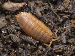 Porcellionidae