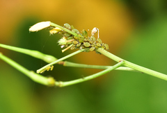 Brevicoryne brassicae