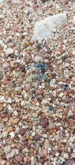 Arrenurus